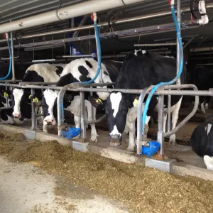 Cows near an anaerobic digestor facility during a Biogas site visit to Sensenig Farms, 2015.