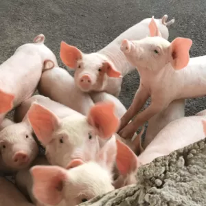 Pigs at a site visit in the Philippines, 2016.
