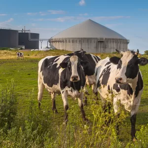 Biogas cows